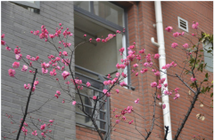 成都七中万达学校(国际部)