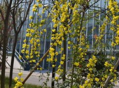 成都石室蜀都中学