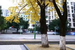 四川省苍溪中学校