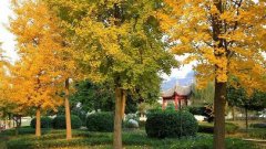 四川省苍溪中学校