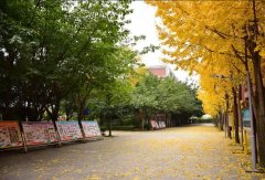 电子科技大学实验中学