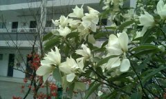 四川省德阳市第三中学