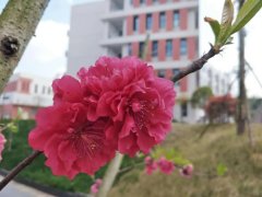 简阳市实验中学