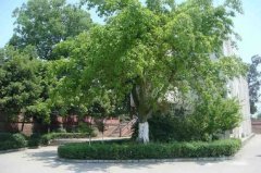 眉山市东坡区多悦高级中学校