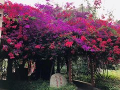 四川省崇州市蜀城中学