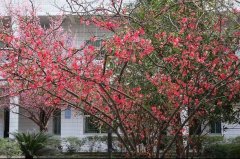 四川省通江中学