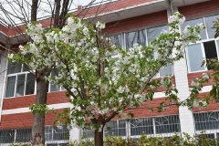 四川省广元市朝天中学