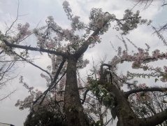 四川省蒲江县寿安中学