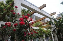 四川省盐亭中学