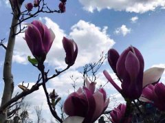 四川省梓潼中学