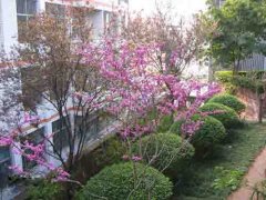 简阳市三星中学