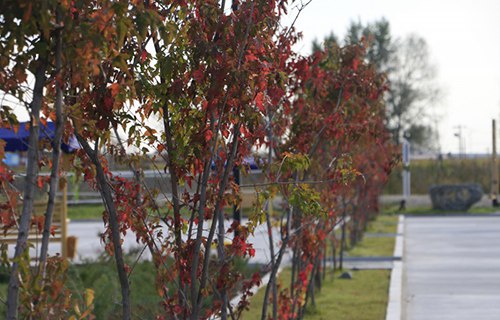 东营胜利海运学校