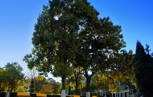 临沂第一职业中等专业学校