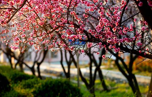 东营区职业中等专业学校