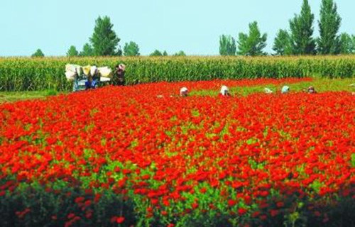 枣庄薛城区职业高中