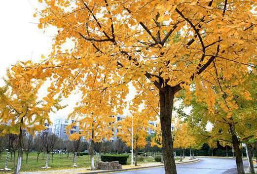 成都中医药大学附属医院针灸学校