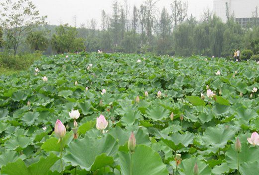 四川凉山卫生学校