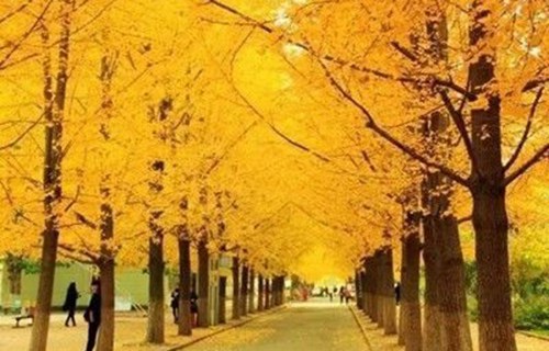 广西右江民族商业学校