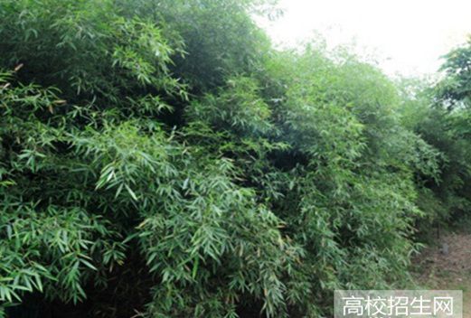 内江广播电视大学