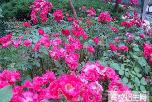 绵阳机电工程学校