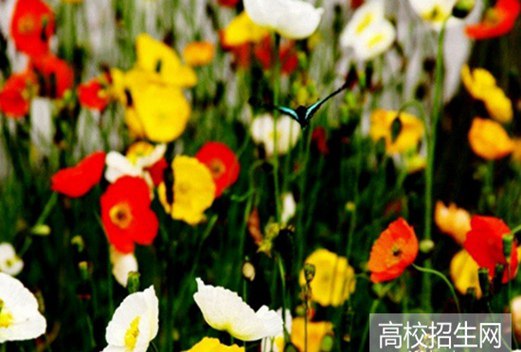 宜宾职业技术学院