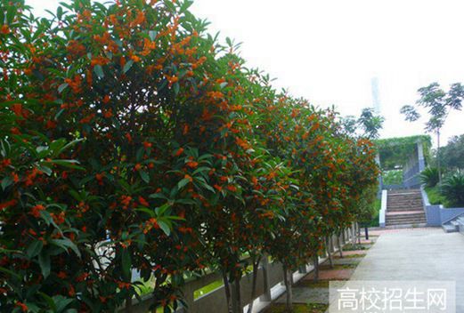 德阳通用电子科技学校