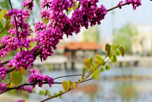 朝阳市卫生学校