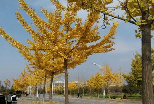 安康职业技术学院