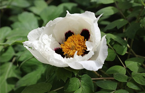 农二师华山职业技术学校